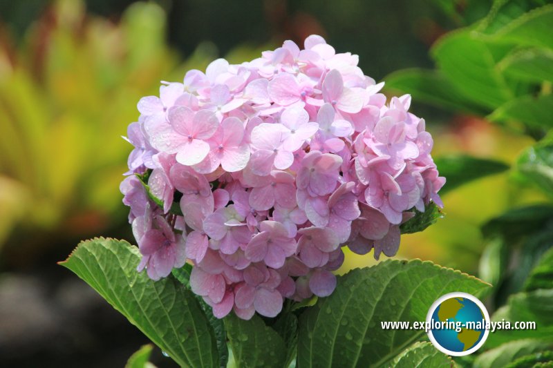 Hydrangea, The Regency Jerai Hill Resort