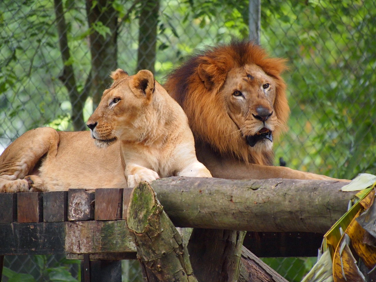 Lions at Zoo Negara