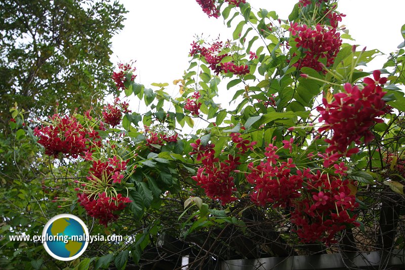 The Forbidden Garden of the Malacca Sultanate Palace