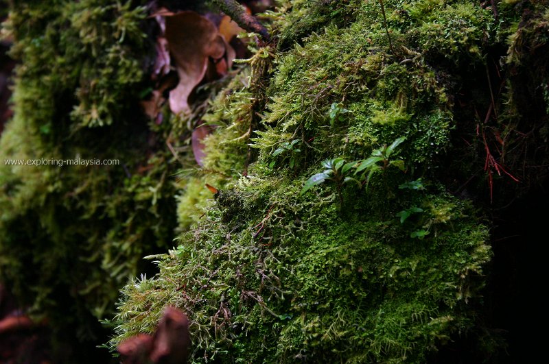 In the mossy forest of Cameron Highlands