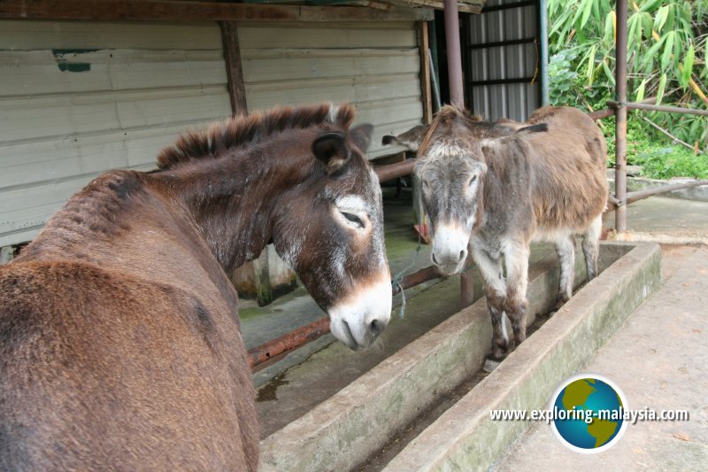 Mules at the Rabbit Park of Berjaya Hills