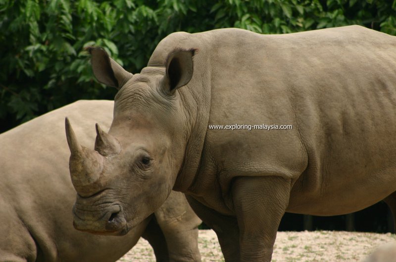 Rhinoceros, Taiping Zoo