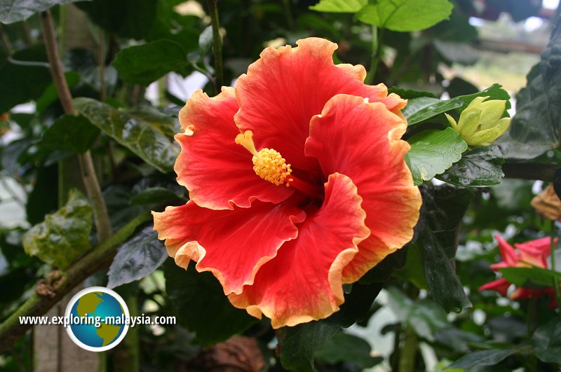 Rose Valley, Cameron Highlands