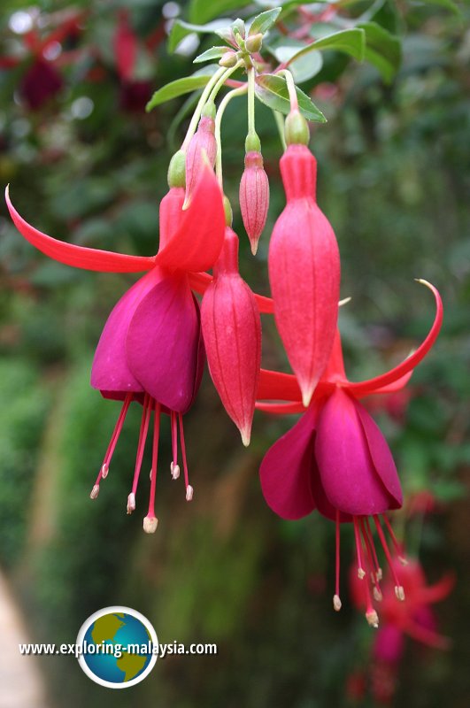 Rose Valley, Cameron Highlands