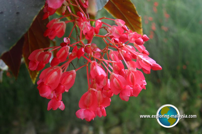 Rose Valley, Cameron Highlands