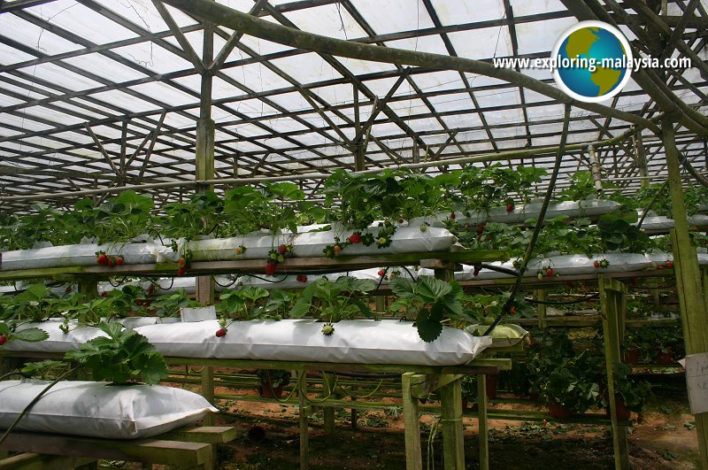 Strawberry Farm, Cameron Highlands