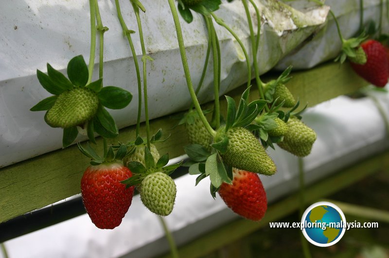 Strawberry Farm, Cameron Highlands