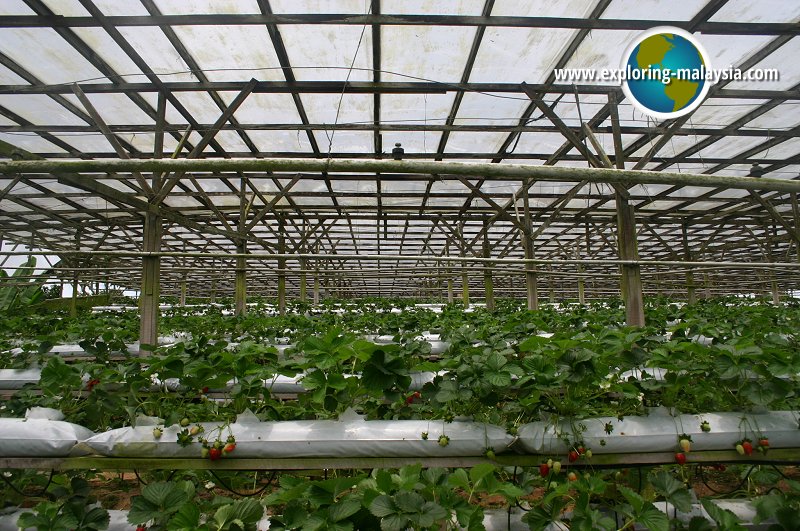 Strawberry Farm, Cameron Highlands