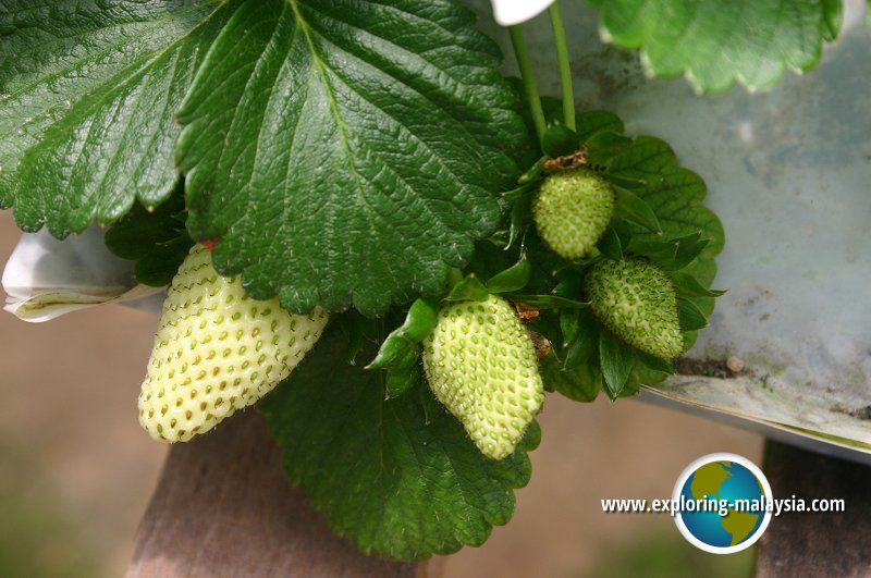 Strawberry Farm, Cameron Highlands