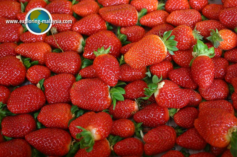 Strawberry Farm, Cameron Highlands