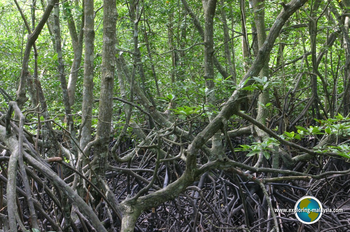 Hutan paya bakau di malaysia