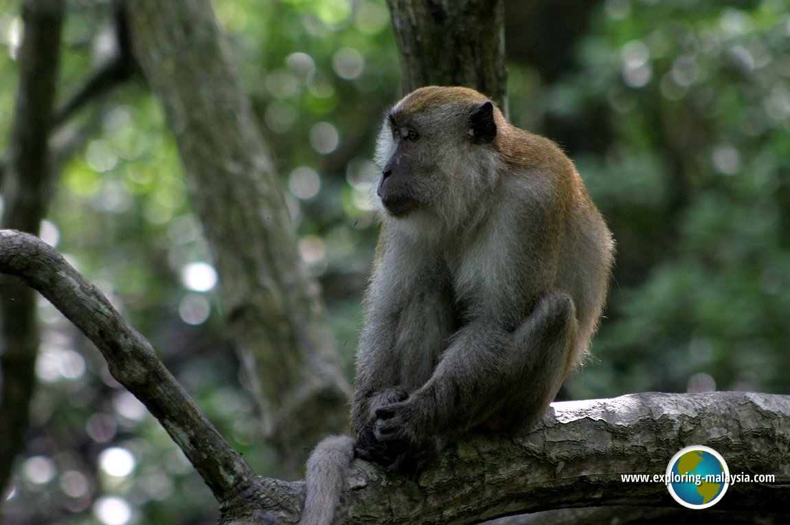 Taman Paya Bakau, Lumut