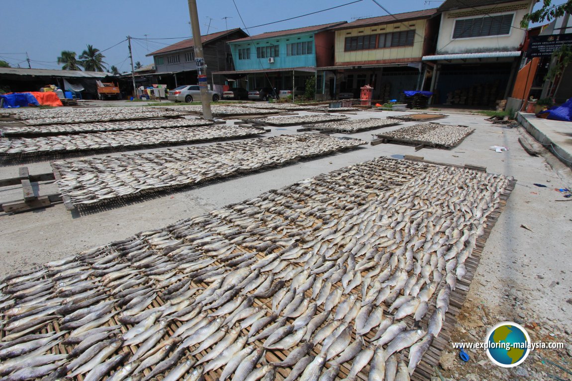 Various types of fish being dried under the sun