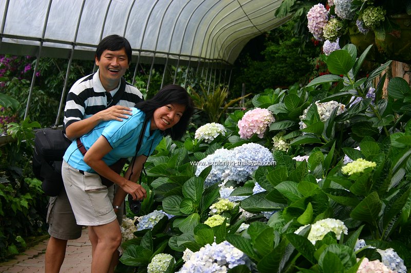 Tim and Chooi Yoke with the hydrangeas in Cameron Highlands