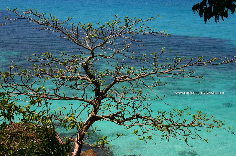 A ketapang tree against the sea at Teluk Pauh