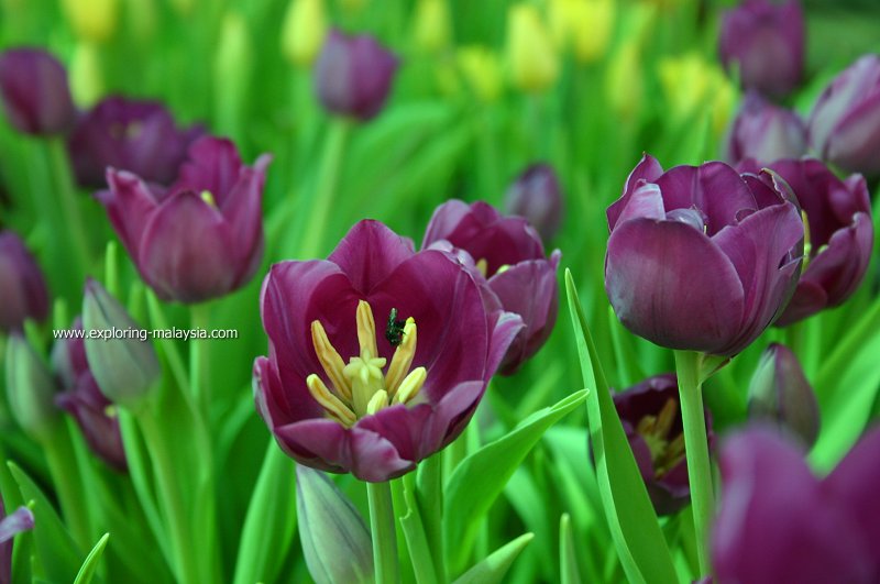 Tulip Bukit Larut