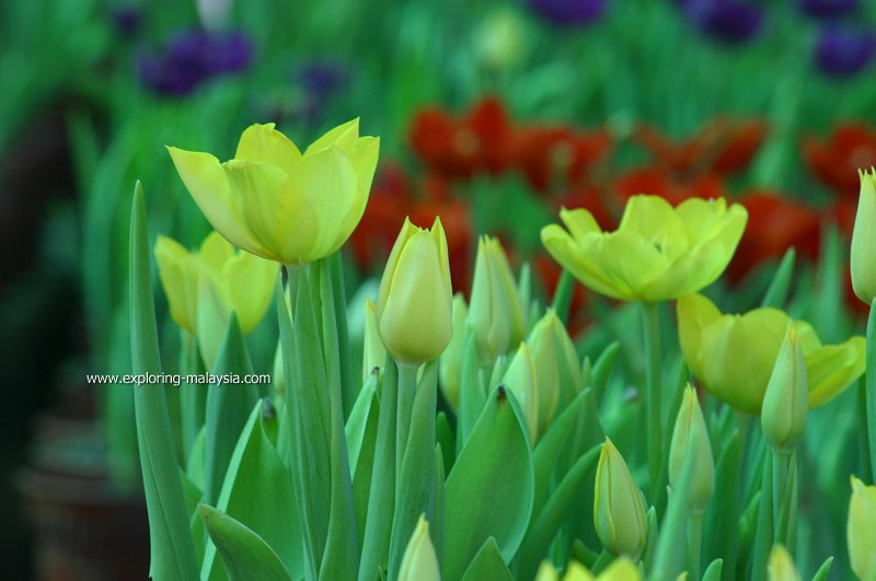 Tulips of Maxwell Hill