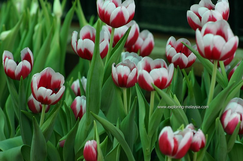 Tulips of Maxwell Hill