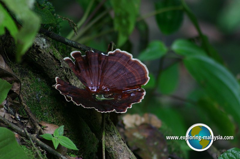 Ulu Paip Recreational Forest