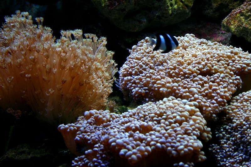 Soft corals, Underwater World Langkawi