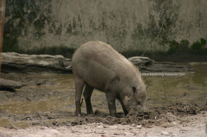 Warthog, Taiping Zoo