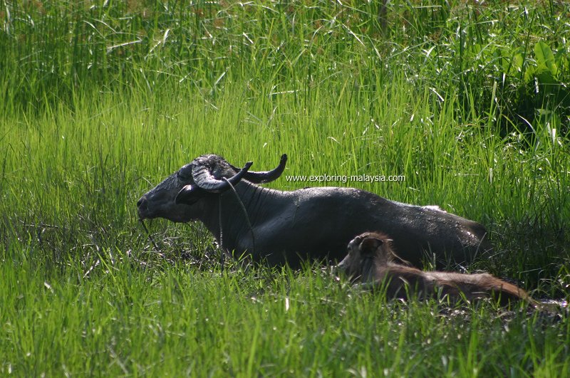 Water buffaloes in Kedah