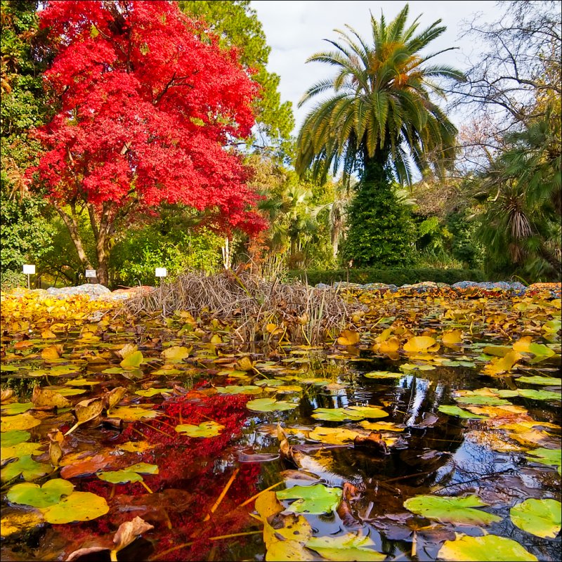 Sukhumi Botanical Garden