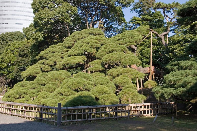 300-year-old pine tree at Hamarikyu Garden