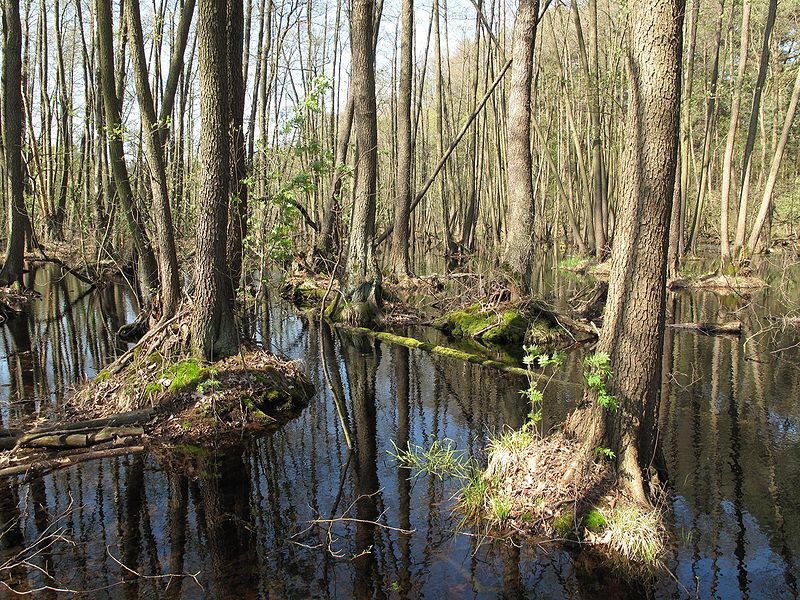 Bog forest, Brandenburg