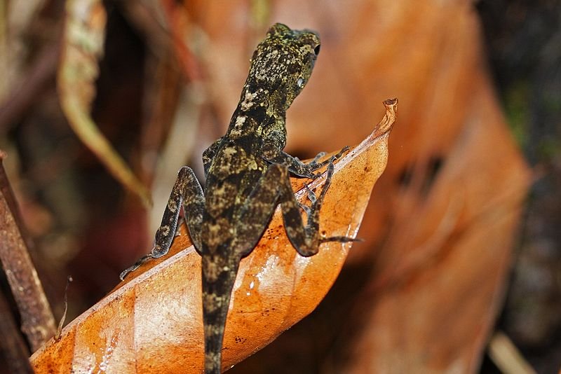 Anole, Alejandro de Humboldt National Park