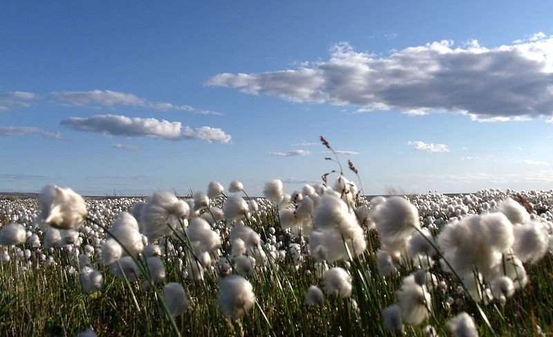 Arctic Cotton in Arviat, Hudson's Bay, Nunavut, Canada