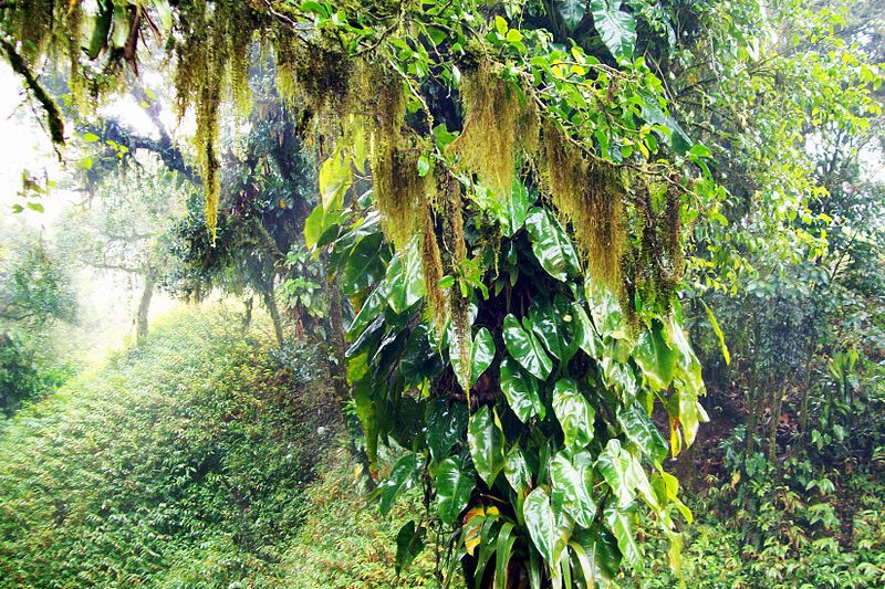 Atlantic Forest, Brazil