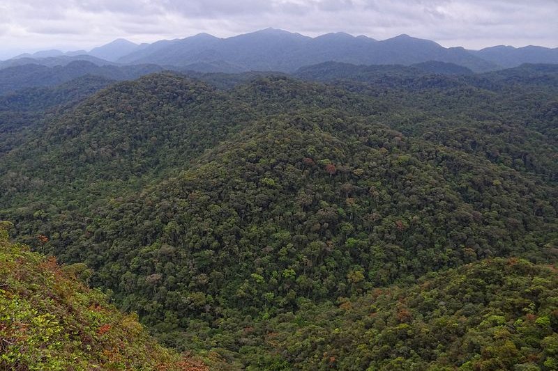 Atlantic Rainforest, Brazil