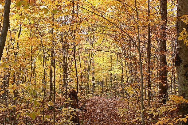 Autumn in La Mauricie National Park, Quebec