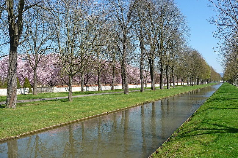 Horse chestnut trees in Schwetzingen Castle Garden in Baden-Württemberg