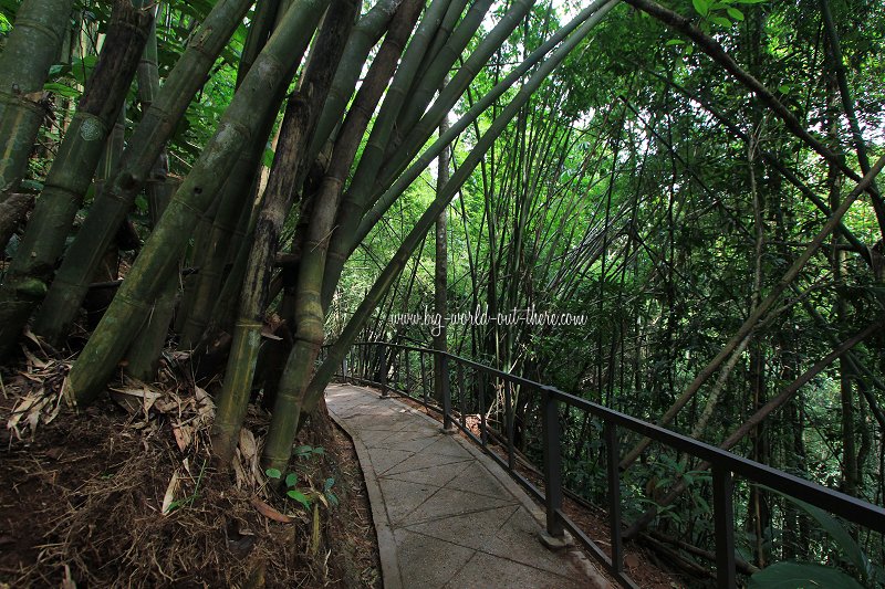 Bamboo forest at Xishuangbanna National Park