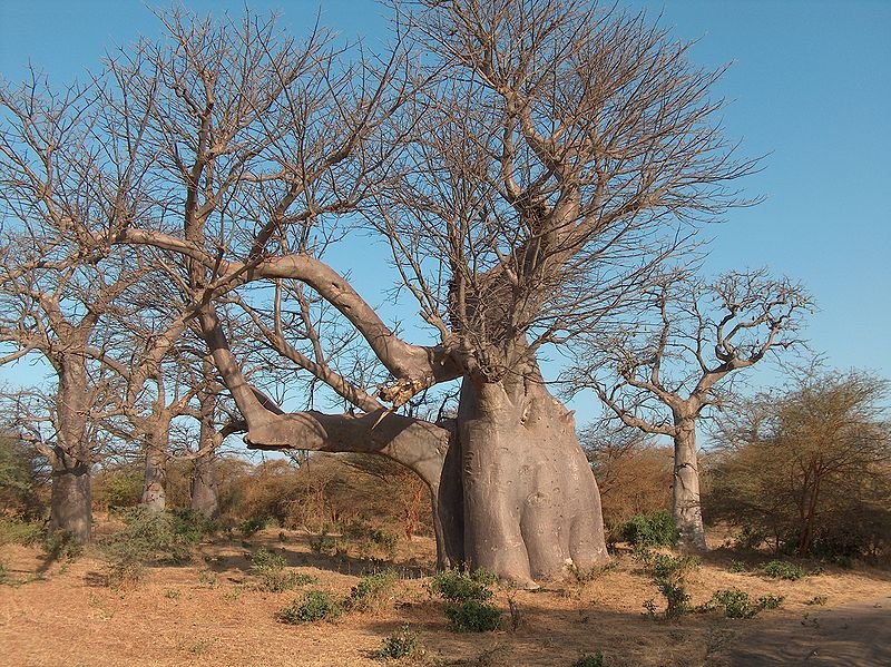 Baobab and Acacia trees in Bandia Reserve, Senegal