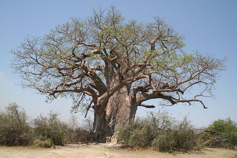Baobab tree in Mahangu National Park, Namibia