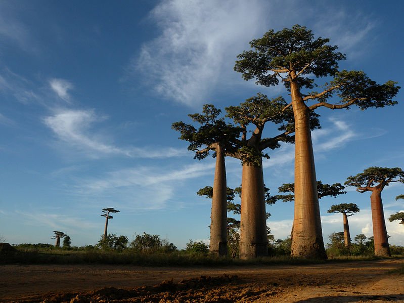 Baobab trees in Morondava, Madagascar