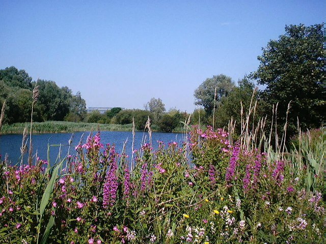 Bedfont Lakes Country Park