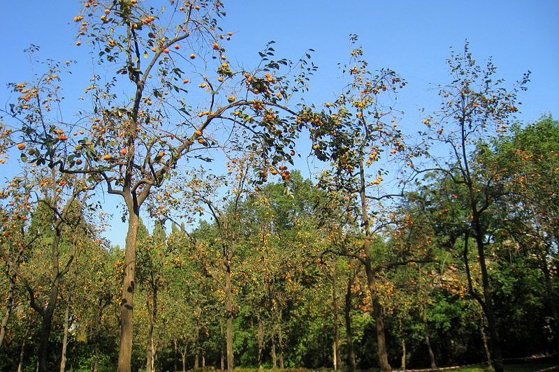 Beijing Zoo