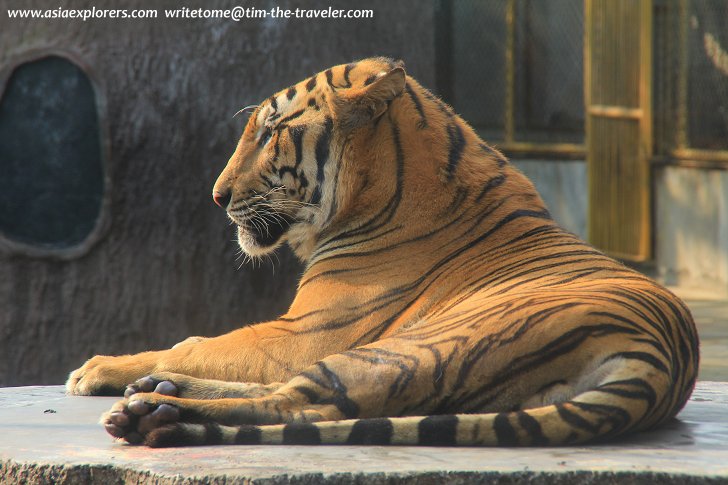 Bengal Tiger, Sriracha Tiger Zoo