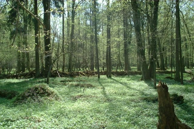 Białowieża National Park in Poland