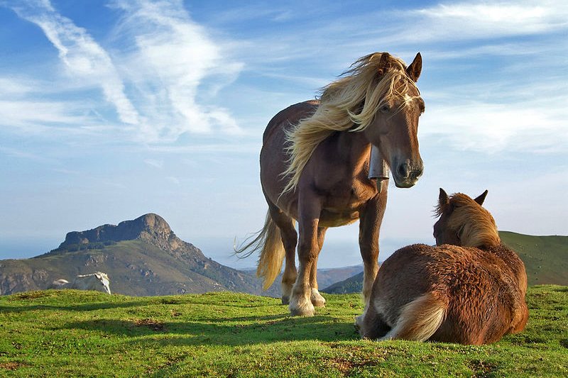 Horses in Bianditz Mountain, Navarre, Spain