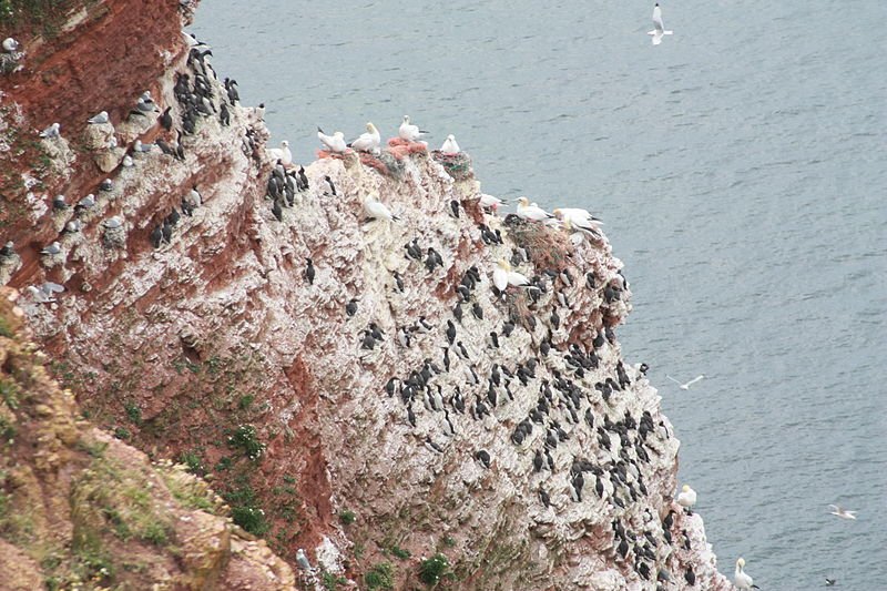 Birds on the chalk cliffs of Helgoland, Schleswig-Holstein