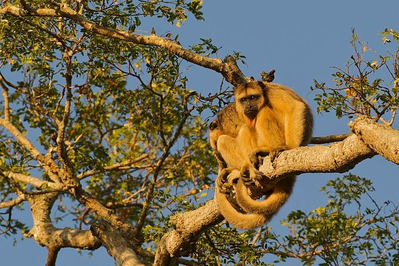 Black howler, Pantanal Conservation Area