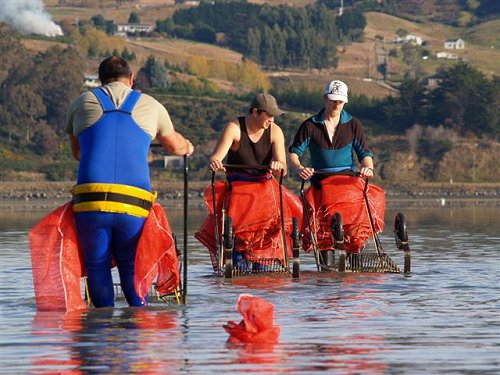 Harvesting clams at Blueskin Bay, Dunedin