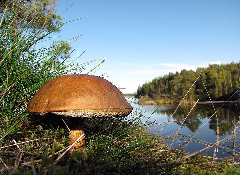 Boletus mushroom, Heinäsaari Island, Lake Saimaa, Finland