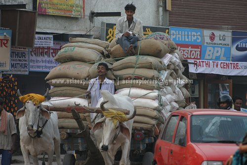 Bullock cart in Agra