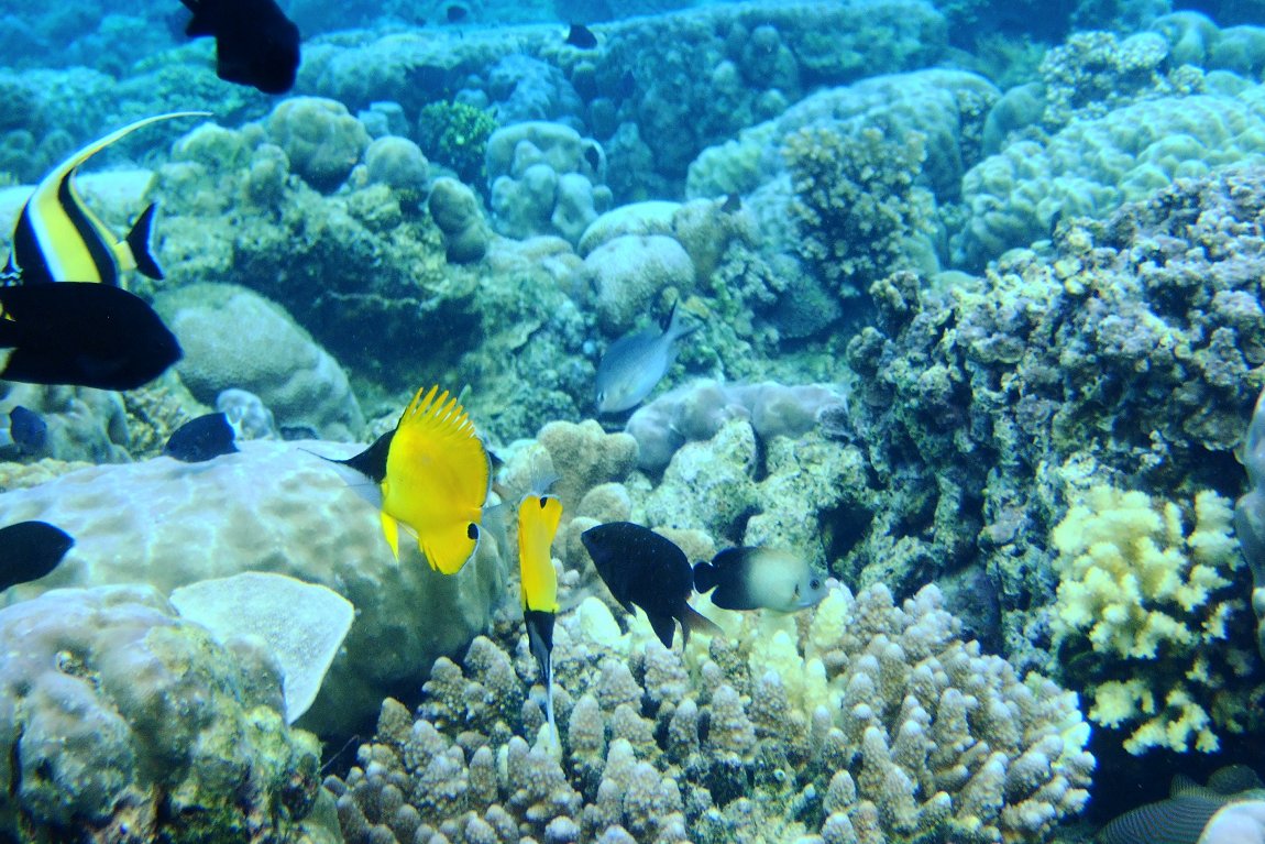 Bukanen Marine Park, Sulawesi